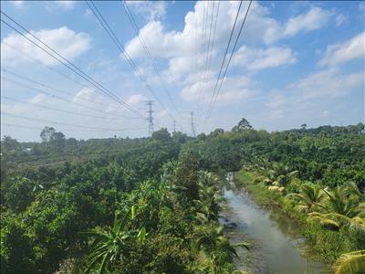 Truyền tải điện miền Tây 2 hoàn tất giải quyết cây vi phạm hành lang an toàn lưới điện cao áp tại xã Tân Phú Trung, huyện Châu Thành, tỉnh Đồng Tháp